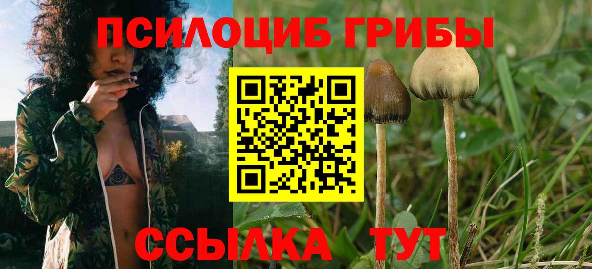 Псилоцибиновые грибы Psilocybe  Вход с VPN  Шадринск  Псилоцибиновые грибы ЛСД 